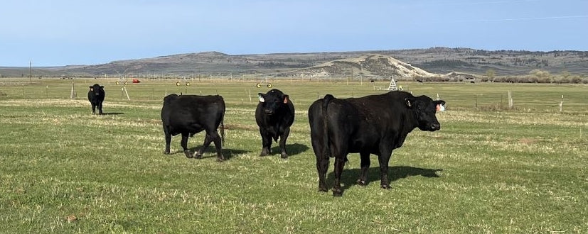 black angus cows grazing in Lonetree, Wyoming at Beck Ranch