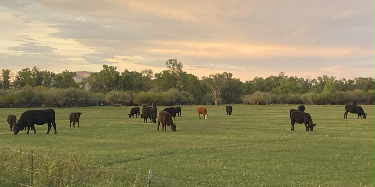 Beck Ranch Premium Beef