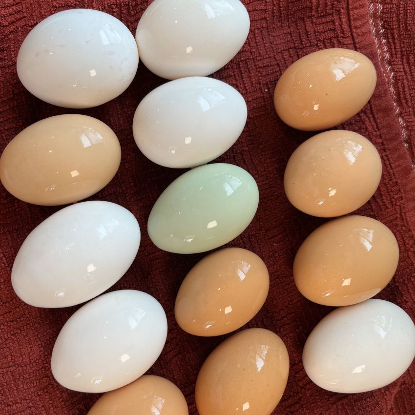 Farm Fresh Eggs - Local Delivery & Pickup only